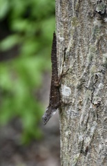 Anolis homolechis