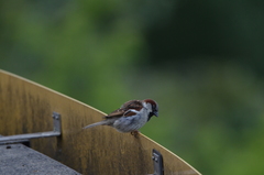 Passer domesticus