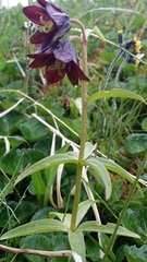 Fritillaria camschatcensis