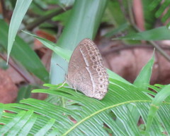 Mycalesis janardana