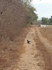 Crotophaga sulcirostris