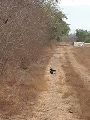 Crotophaga sulcirostris