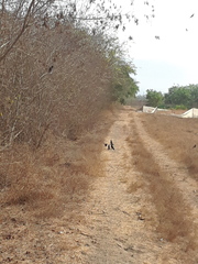 Crotophaga sulcirostris