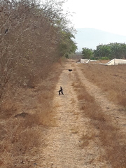 Crotophaga sulcirostris