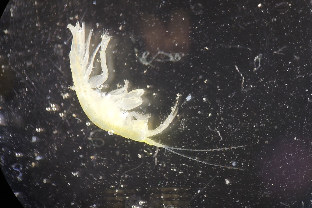 Sunamphitoe pelagica