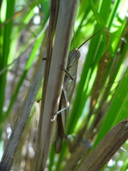 Stenocatantops vitripennis