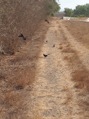 Crotophaga sulcirostris