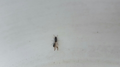 Tetramorium tsushimae