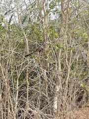Crotophaga sulcirostris