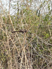 Crotophaga sulcirostris