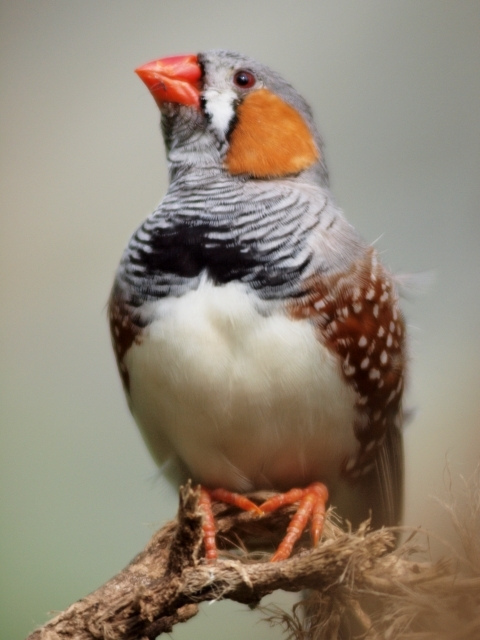 Zebra Finch (Birds of Timor-Leste) · iNaturalist