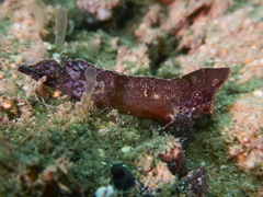 Ablabys binotatus