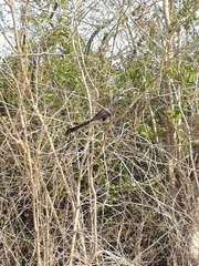 Crotophaga sulcirostris