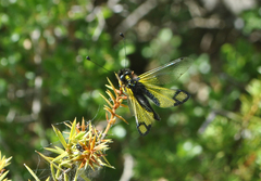 Libelloides rhomboideus