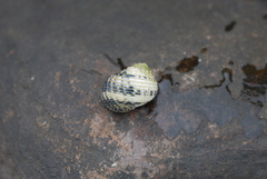 Nerita plicata