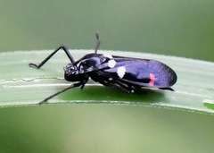 Callitettix versicolor