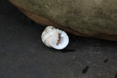 Nerita plicata