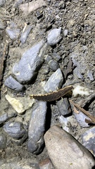 Pyrocoelia formosana