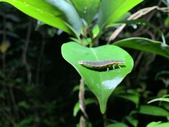 Pyrocoelia formosana