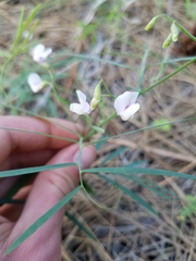 Lathyrus lanszwertii