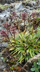 Tofieldia coccinea