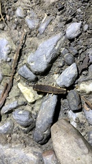 Pyrocoelia formosana