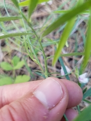 Lathyrus lanszwertii