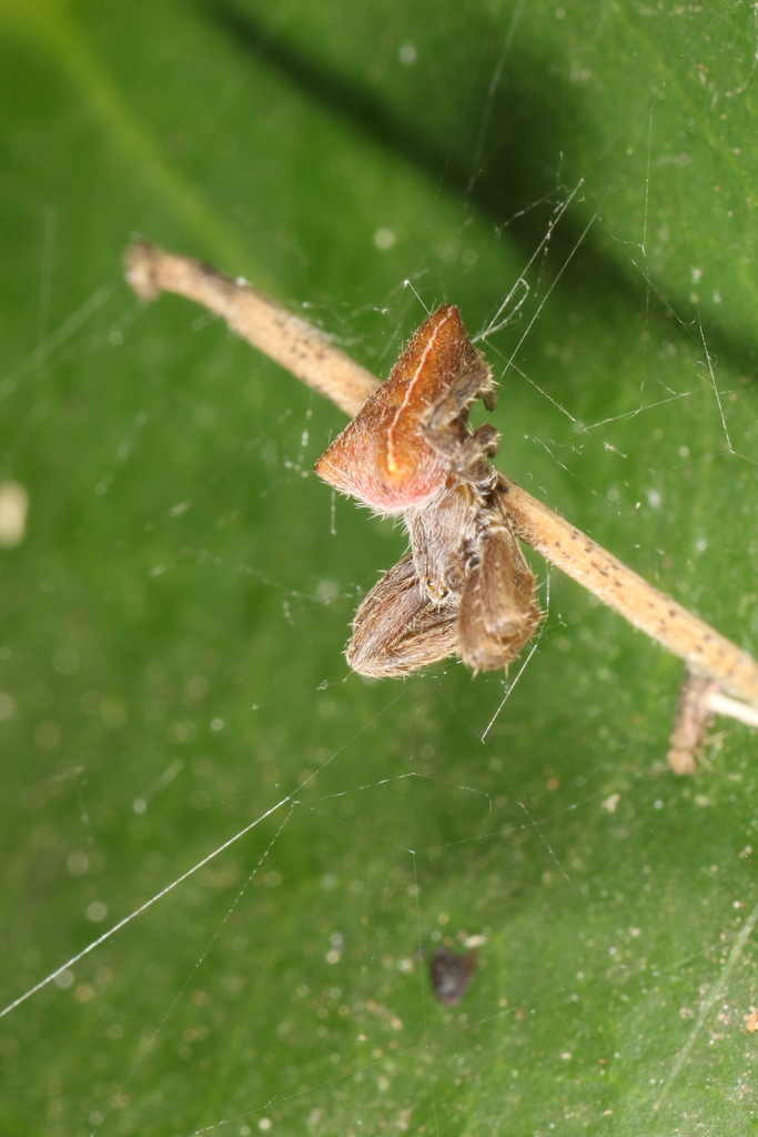 Kapogea isosceles