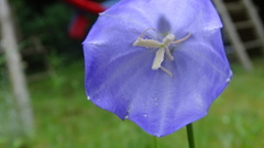 Platycodon grandiflorus