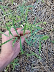 Lathyrus lanszwertii