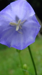 Platycodon grandiflorus