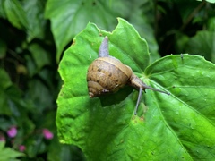 Satsuma sphaeroconus