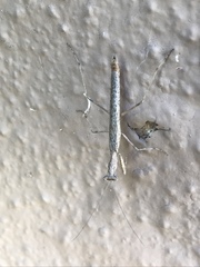 Litaneutria pacifica