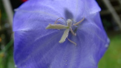Platycodon grandiflorus