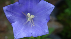 Platycodon grandiflorus