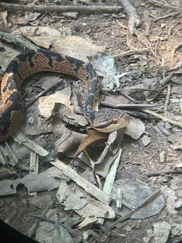 South American Bushmaster