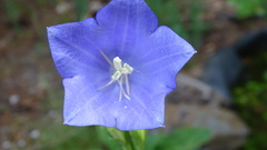 Platycodon grandiflorus
