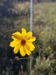 Thelesperma simplicifolium
