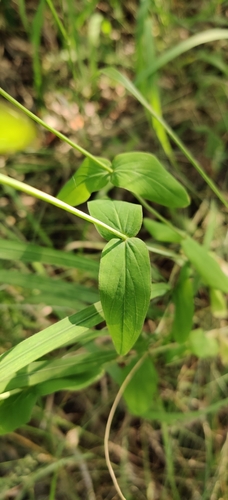Image of Hypericum montanum by (c) Ondřej Křivan, some rights reserved (CC BY)