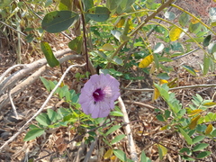 Ipomoea