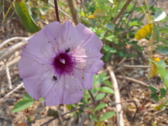 Ipomoea
