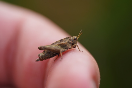 Common Groundhopper, photo 5 of 10