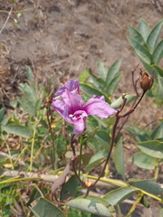 Ipomoea