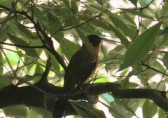 Heterophasia capistrata