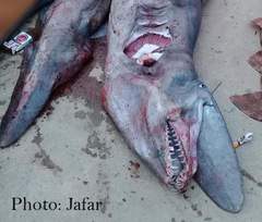 Goblin Shark photo 2
