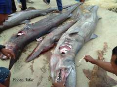 Goblin Shark photo 4
