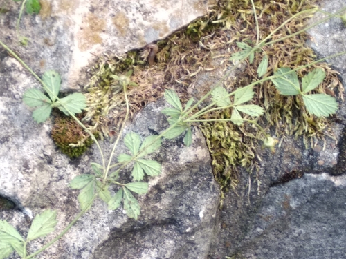 Potentilla anglica iNat (1)