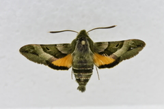 Proserpinus clarkiae