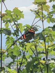 Vanessa atalanta