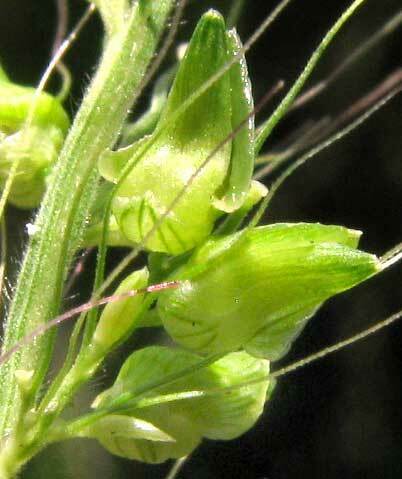 setariopsis (Setariopsis auriculata)